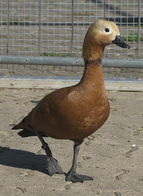 味压上以中